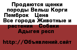 Продаются щенки породы Вельш Корги Пемброк › Цена ­ 40 000 - Все города Животные и растения » Собаки   . Адыгея респ.